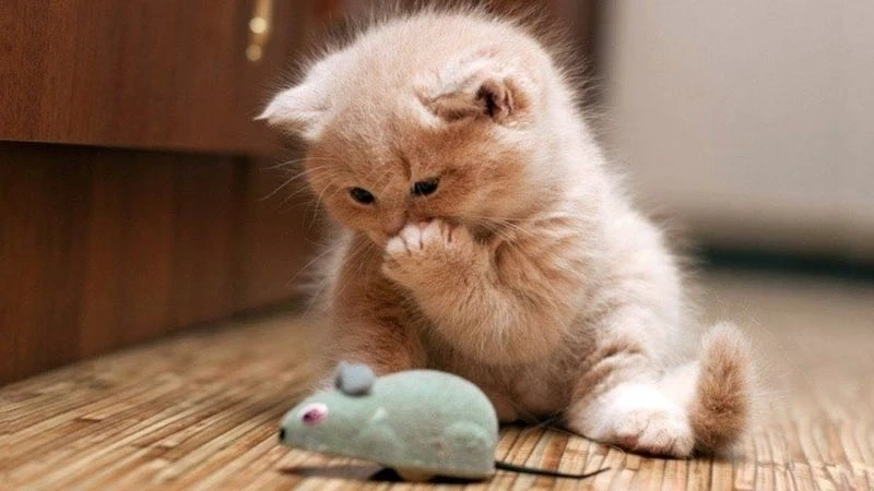 Mèo avt thể hiện sự đáng yêu và vui tươi trong mọi chi tiết