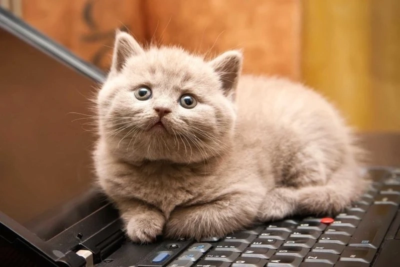 Avatar con mèo dễ thương tạo hình ảnh đáng yêu và vui tươi tuyệt vời