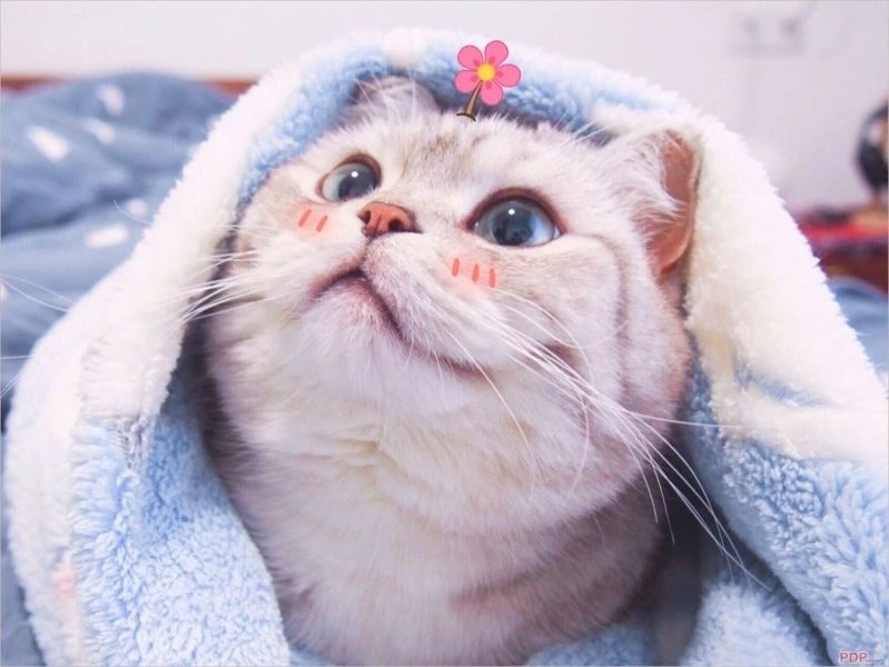 Hình avatar cute mèo tạo không gian vui tươi và ngọt ngào