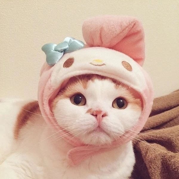 Ảnh đại diện mèo cute tạo không gian dễ thương và đầy năng lượng