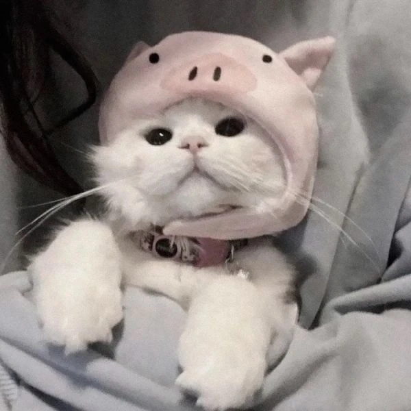 Hình đại diện mèo cute mang đến vẻ dễ thương và sinh động tuyệt vời