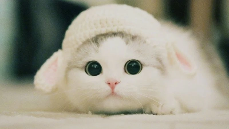Ảnh đại diện con mèo cute tạo hình ảnh ngọt ngào và dễ thương