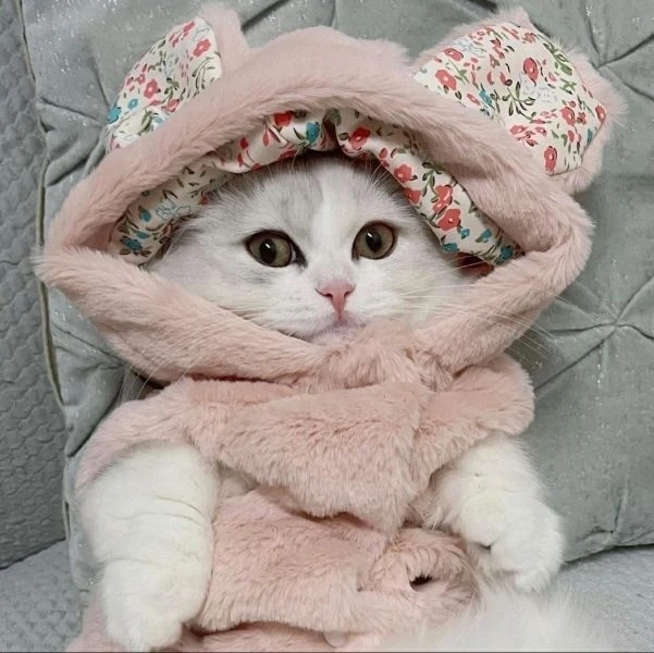 Ảnh đại diện cute mèo mang đến sự ngộ nghĩnh và đáng yêu