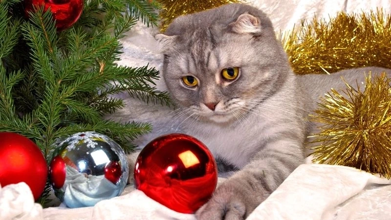 Avatar mèo cute ngầu tạo điểm nhấn độc đáo và đầy cá tính