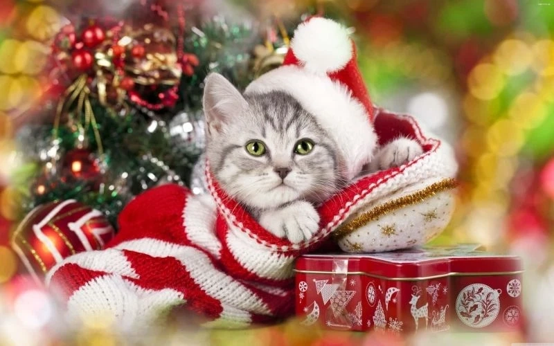 Avatar ngộ nghĩnh ảnh mèo cute tạo không gian vui vẻ và sinh động
