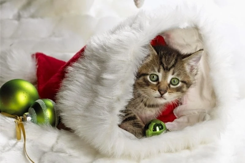 Avatar ảnh mèo cute thể hiện sự ngọt ngào và đáng yêu tuyệt vời