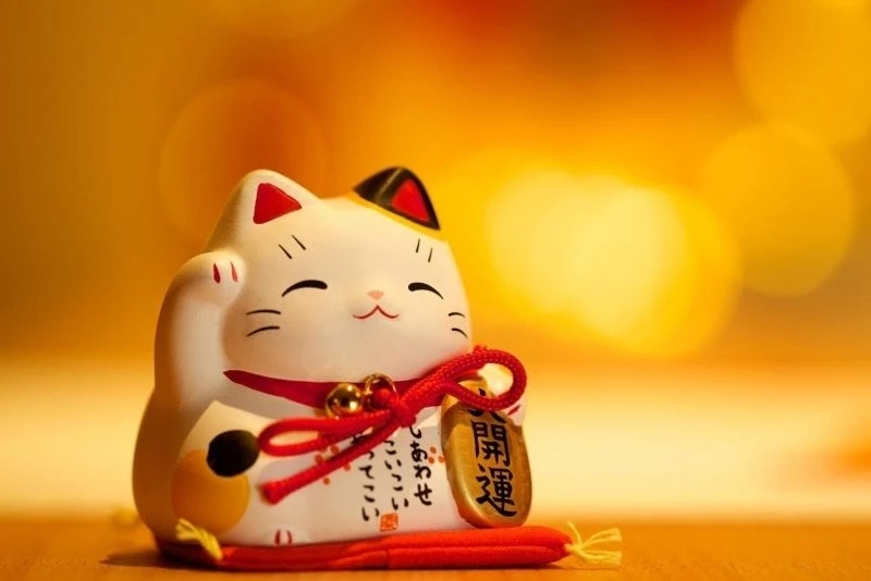 Avatar hình mèo cute thể hiện sự nhẹ nhàng và dễ mến tuyệt vời