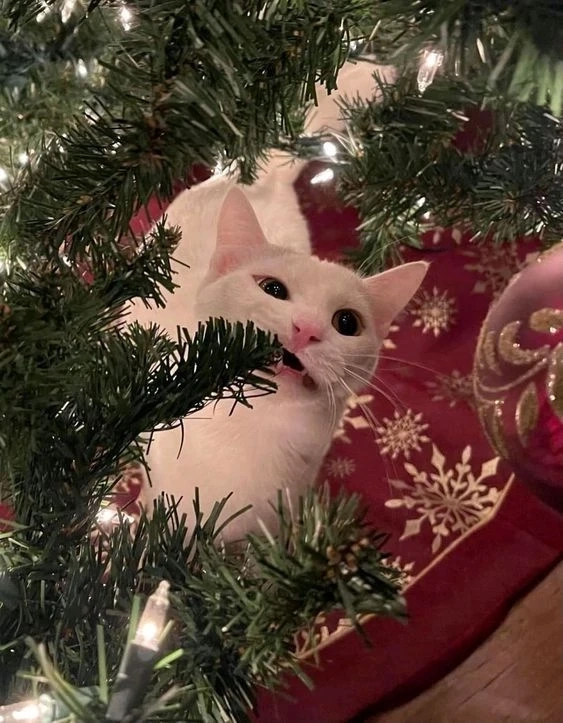 Hình nền giáng sinh cute mang đến không gian ngọt ngào và ấm áp