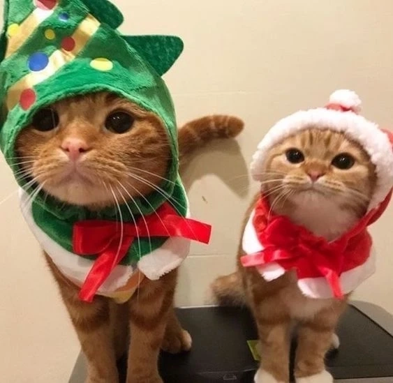 Hình nền noel cute giúp tạo không gian vui vẻ và dễ thương