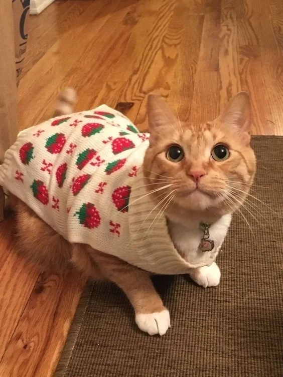 Hình nền cute noel tạo không khí giáng sinh ấm cúng và vui nhộn