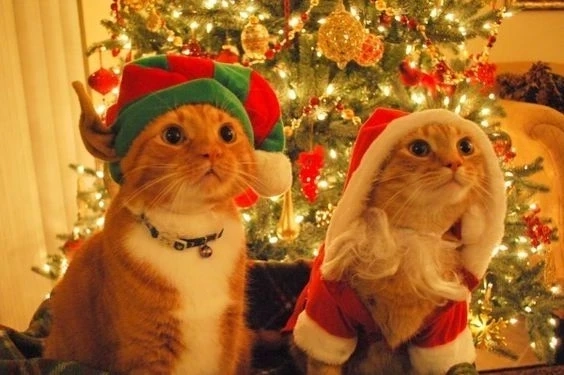 Hình nền máy tính giáng sinh cute mang đến không gian vui vẻ