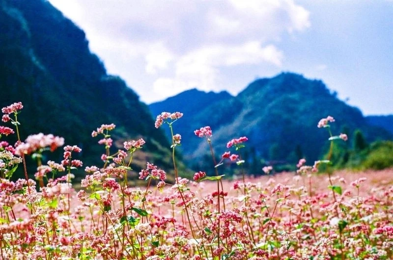 Hình nền cảnh đẹp thiên nhiên tạo không gian tươi mới và thư giãn
