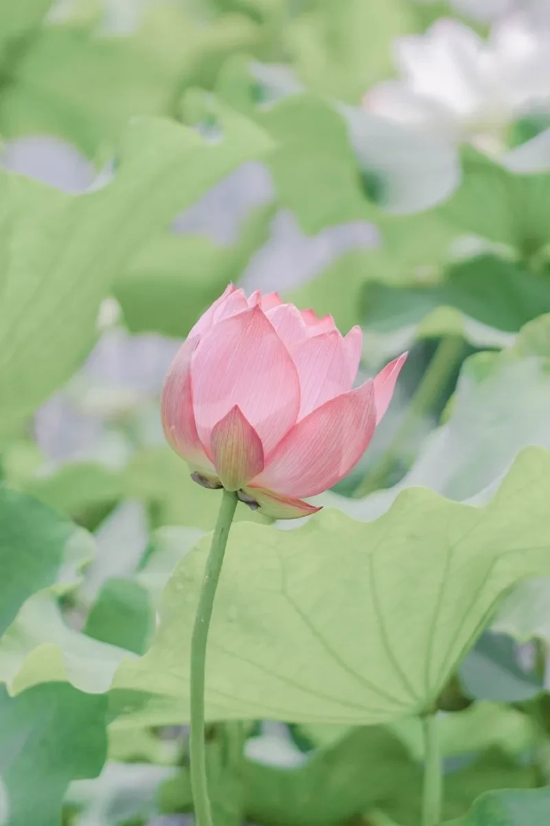 Avatar phong cảnh thiên nhiên đẹp giúp làm mới không gian của bạn