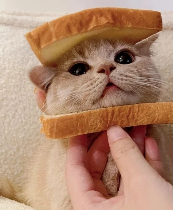 Avatar mèo vô tri meme tạo điểm nhấn vui nhộn và dễ thương