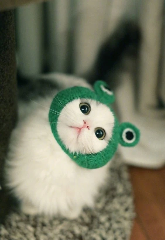 Avatar tiktok meme mang đến hình ảnh vui nhộn và đáng yêu