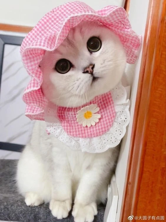 Ảnh meme avatar vô tri thể hiện sự ngộ nghĩnh và vui nhộn