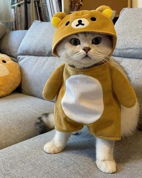 Hình ảnh meme avatar vô tri tạo không gian hài hước và dễ mến