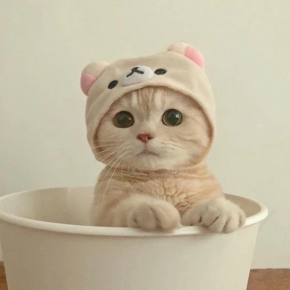 Ảnh avatar hello kitty vô tri tạo không gian ngọt ngào và dễ thương