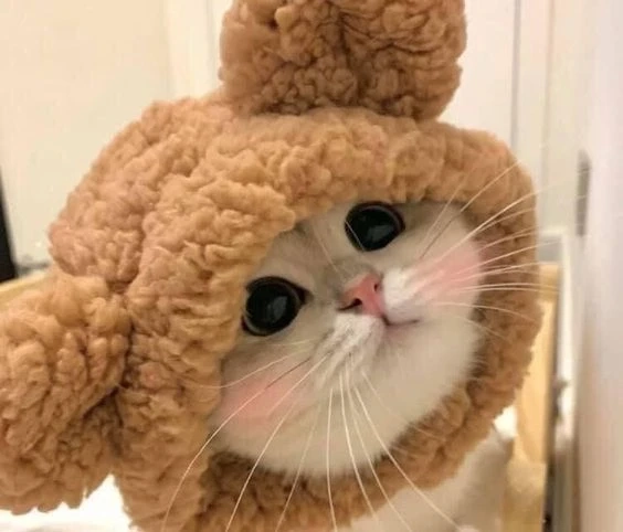 Avatar vô tri cute mèo tạo điểm nhấn vui nhộn và sinh động