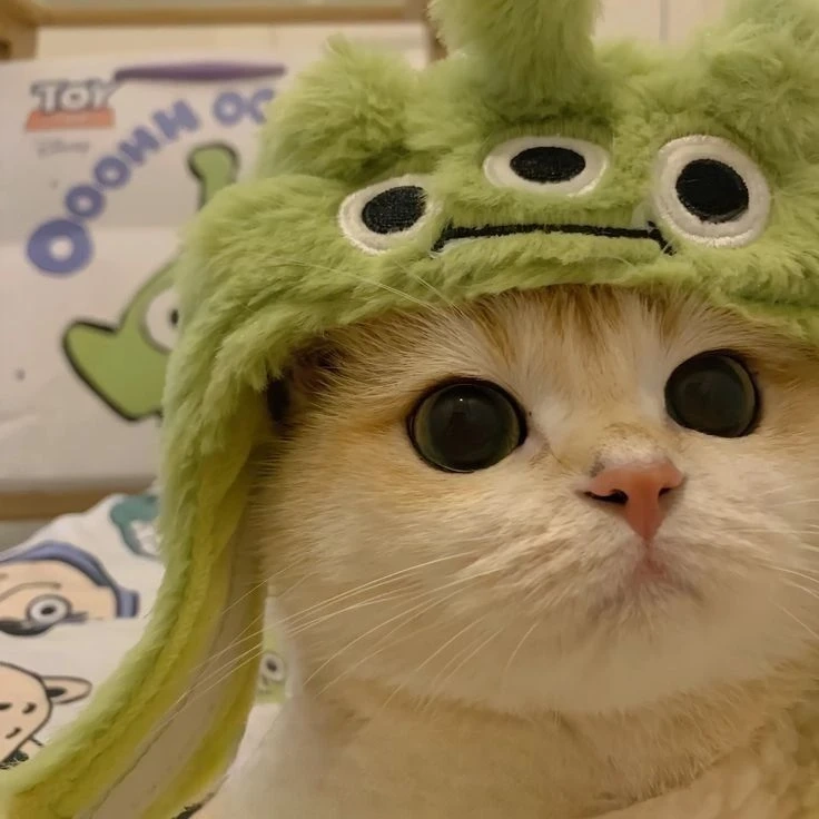 Avatar vô tri hài hước cute mang đến hình ảnh ngộ nghĩnh và đáng yêu