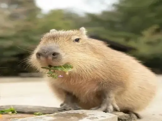 Khám phá bộ ảnh Capybara meme dễ thương, hài hước giúp bạn thư giãn