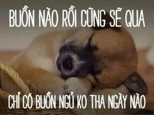 Tổng hợp bộ ảnh good night meme độc đáo, ấn tượng và hài hước nhất