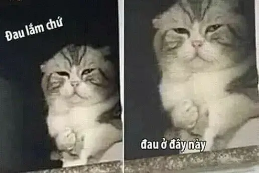 Xem ngay bộ ảnh meme đau ở đây này thú vị, ấn tượng và gây cười nhất