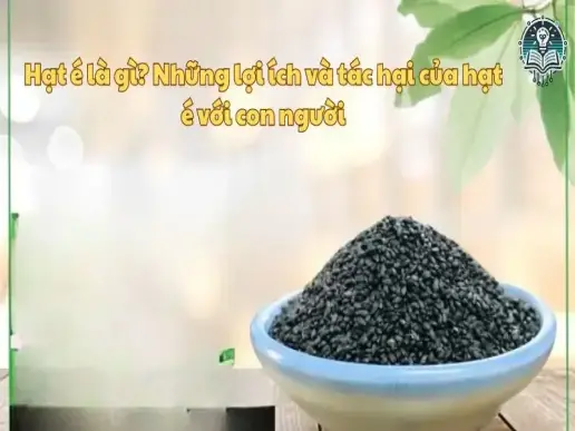 Hạt é là gì? Những lợi ích và tác hại của hạt é với con người