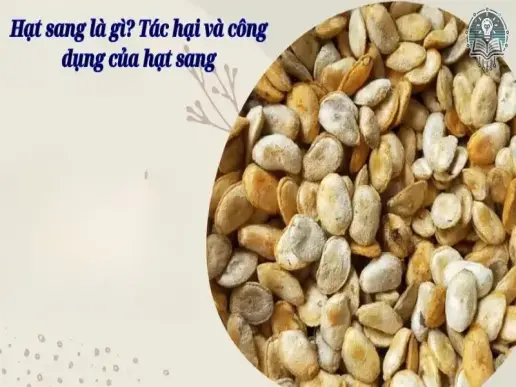 Hạt sang là gì? Tác hại và công dụng của hạt sang