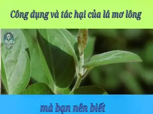 Công dụng và tác hại của lá mơ lông mà bạn nên biết