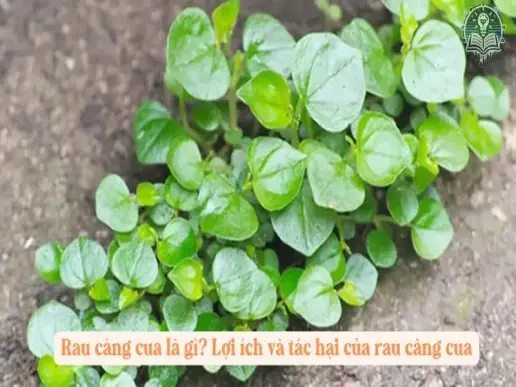 Rau càng cua là gì? Lợi ích và tác hại của rau càng cua