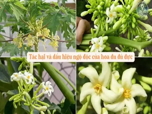 Tác hại và dấu hiệu ngộ độc của hoa đu đủ đực