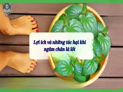 Những lợi ích và tác hại khi ngâm chân lá lốt