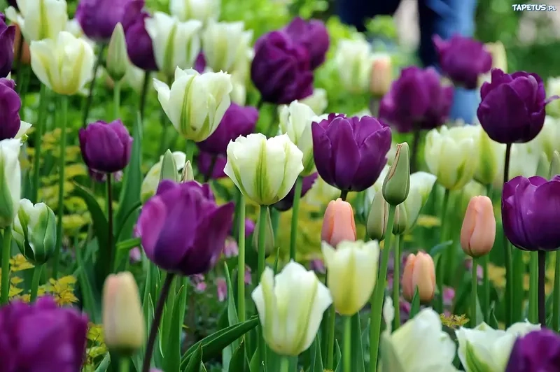 Chiêm ngưỡng ảnh hoa tulip đẹp rực rỡ đầy cuốn hút