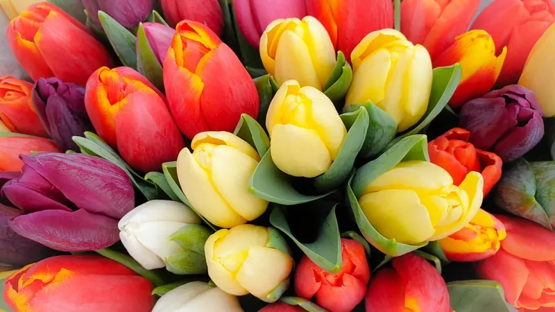 Tổng hợp hình ảnh hoa tulip đẹp cực kỳ quyến rũ