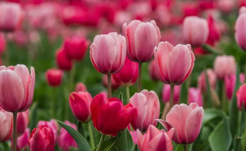 Ngất ngây với ảnh hoa tulip đẹp nhất đẹp ngỡ ngàng