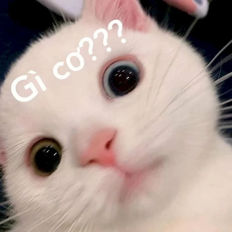 Tổng hợp hình mèo meme hài siêu cute, xem là thích ngay