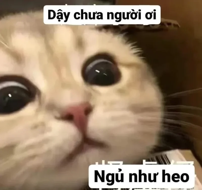 Xả stress cực mạnh với loạt cute meme hài siêu dễ thương