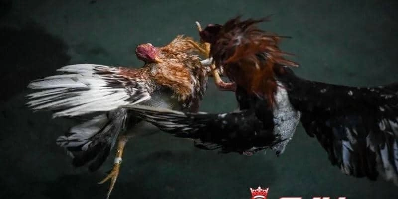 Kiểm soát tiền cược khoa học và hiệu quả