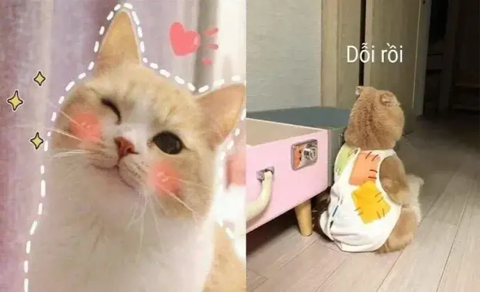 Tuyển tập bộ ảnh cute meme thú vị, độc đáo và dễ thương nhất trên MXH