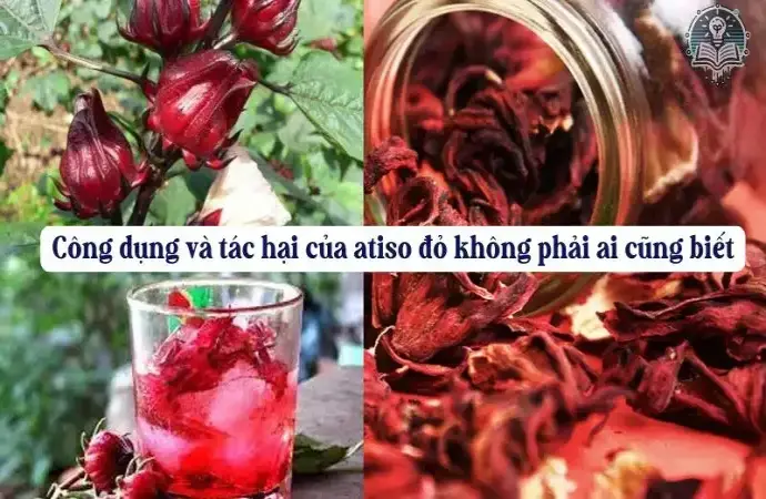 Công dụng và tác hại của atiso đỏ không phải ai cũng biết