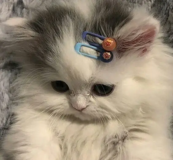 Bộ ảnh avatar cute dễ thương giúp làm mới phong cách cá nhân