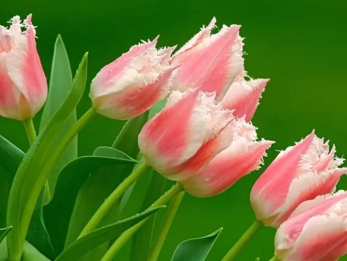 Bộ ảnh avatar hoa đẹp dịu dàng giúp tôn lên phong cách riêng