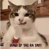 Bộ sưu tập ảnh meme hài hước đỉnh cao cho năm 2026