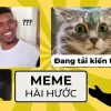 BST Ảnh Avatar Meme Mèo Bựa Hài Hước Nhất 2026