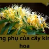Cây Kim Ngân Hoa: Công dụng bất ngờ và những tác hại tiềm ẩn cần biết