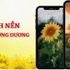 Chiêm ngưỡng 655+ Ảnh Hoa Hướng Dương Đẹp Nhất 2026: Biểu tượng Lạc Quan và Sức Sống