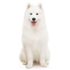 Chó Samoyed giá bao nhiêu và kinh nghiệm chọn mua cún thuần chủng năm 2026