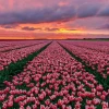 Khám phá Avatar Hoa Tulip: Biểu tượng sắc đẹp và ý nghĩa độc đáo