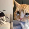 Khám phá kho meme giận dỗi cute và biểu cảm hờn mát nhất 2026